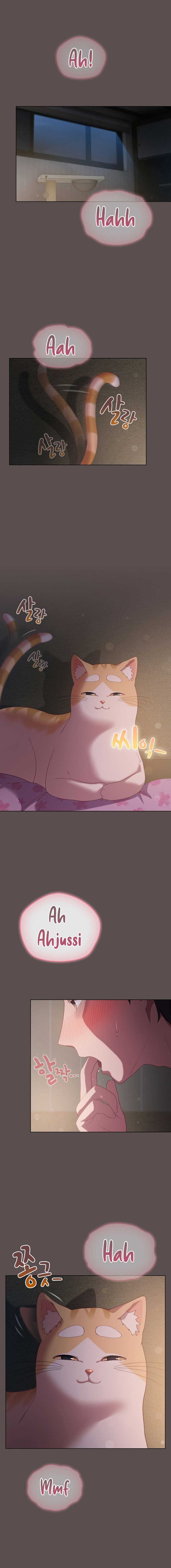 Maullidos de amor Capítulo 7 - Page 1