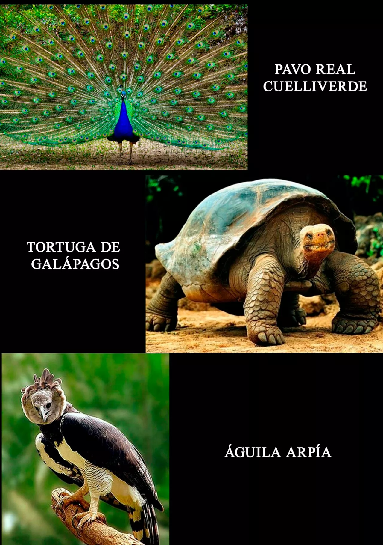 Sengoku Komachi Kuroutan: Noukou Giga Capítulo 57 - Page 24