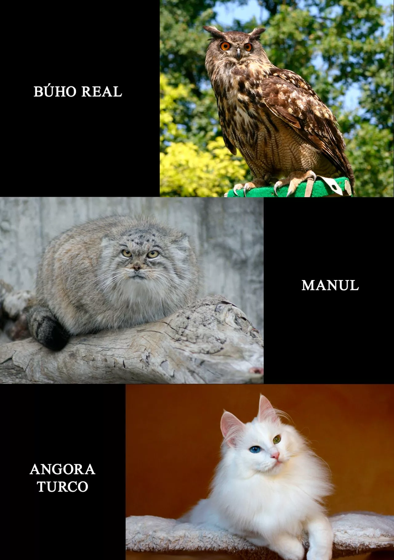 Sengoku Komachi Kuroutan: Noukou Giga Capítulo 57 - Page 25